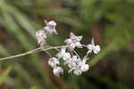 Carolina milkweed